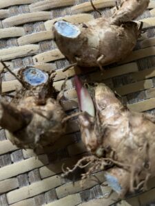 BLACK TURMERIC