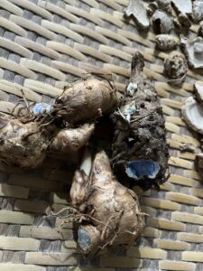FRESH BLACK TURMERIC