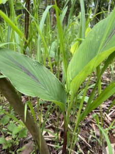 TURMERIC PLANT