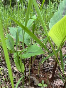 TURMERIC PLANTS