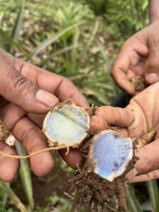 FRESH BLACK TURMERIC