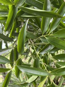 BAY LEAVES