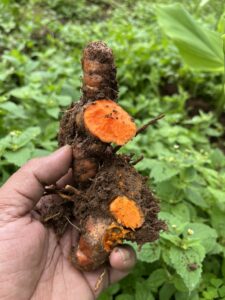 FRESH LAKADONG TURMERIC