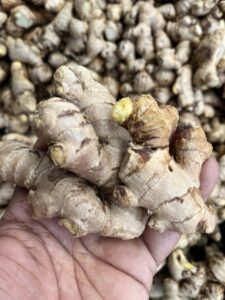 FRESH GINGER FROM FARM