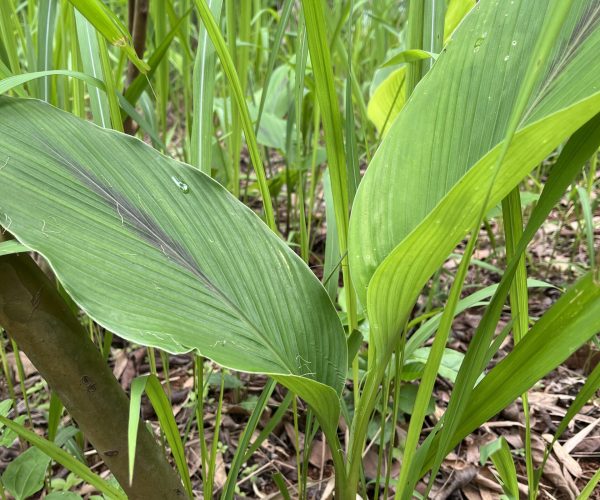 IMG_4485 TURMERIC PLANT